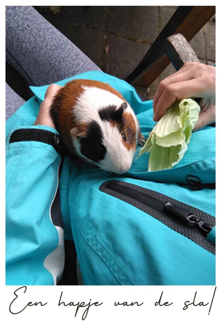 Een Hapje Van De Sla!